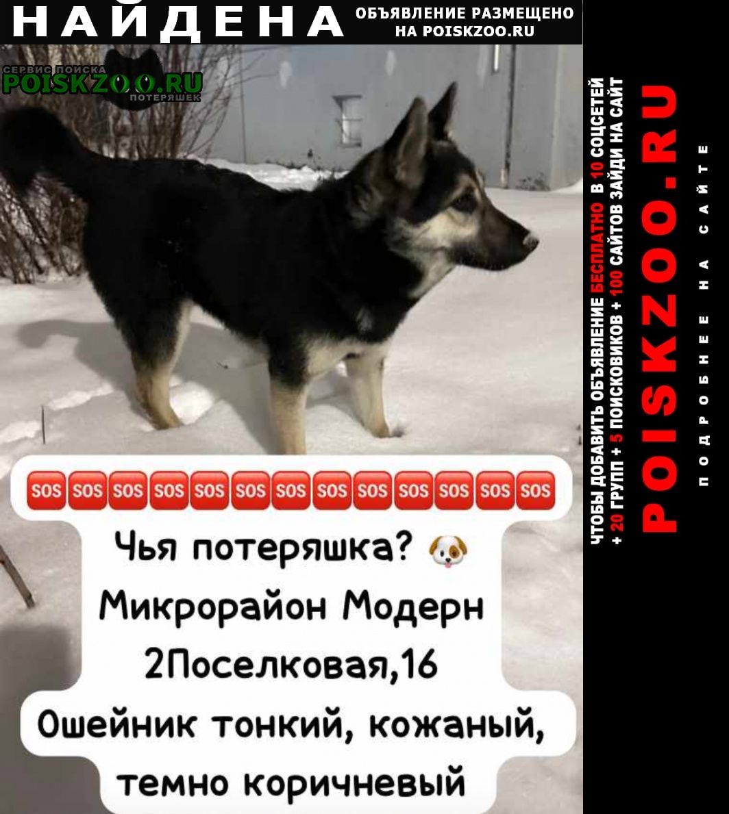 Найдена собака срочно молоденькая собачка Омск