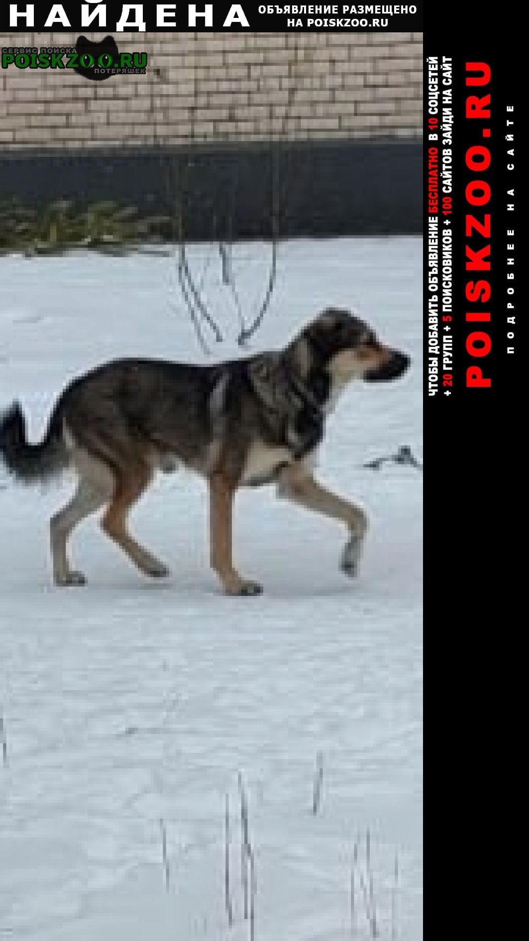Санкт-Петербург Найдена собака кобель