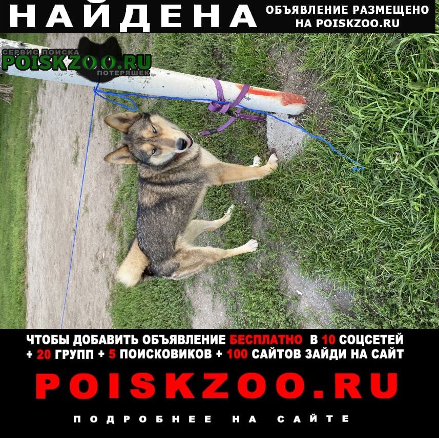 Найдена собака в парке чкалова Екатеринбург