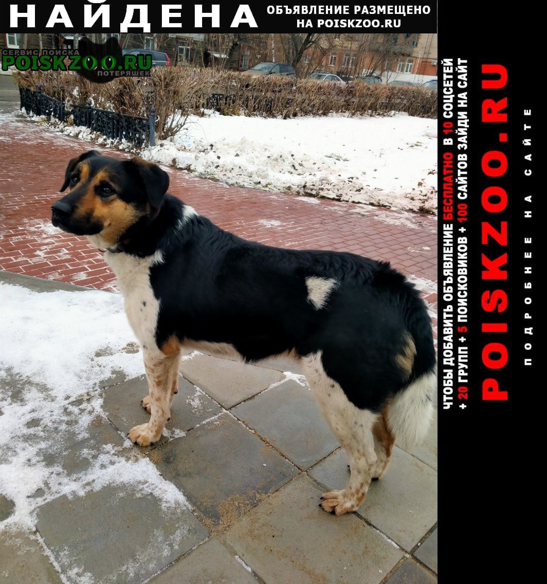 Найдена собака в ошейнике, довольно крупная Нижний Новгород