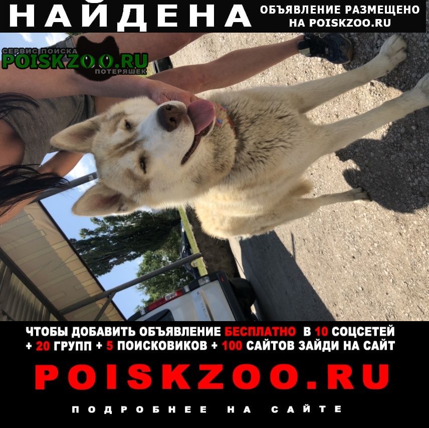 Найдена собака кобель хаски Симферополь