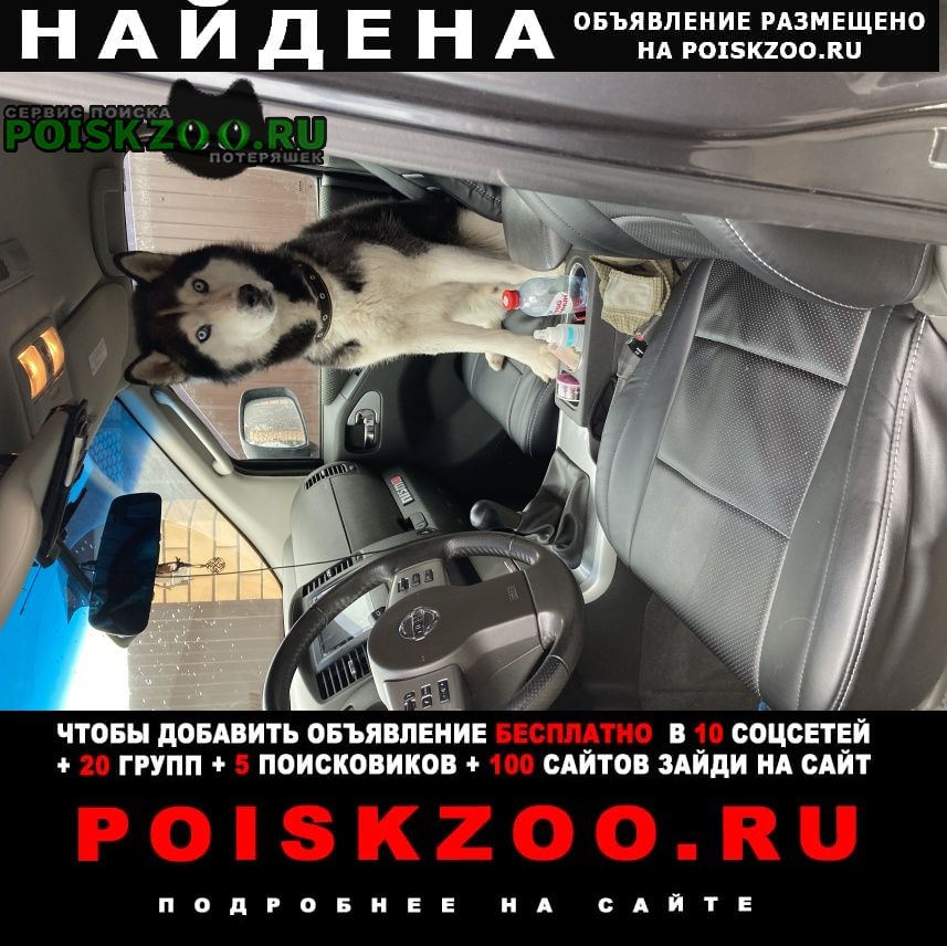 Найдена собака кобель Белгород