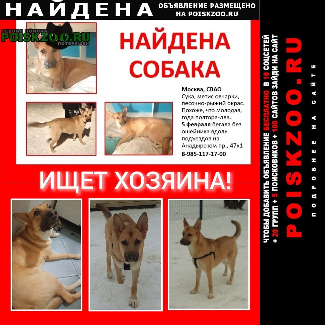 Москва Найдена собака, сука, метис овчарки