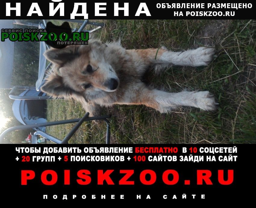 Найдена собака деревня крестцы. ое водохранилище Рыбинск