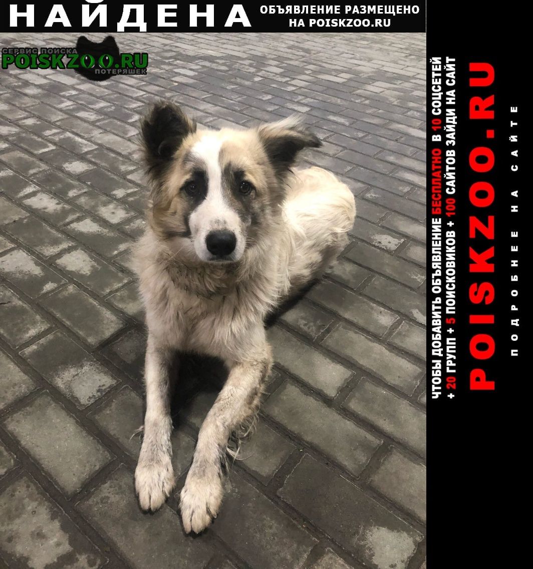 Найдена собака россия, орловский муниципальный округ, Орел