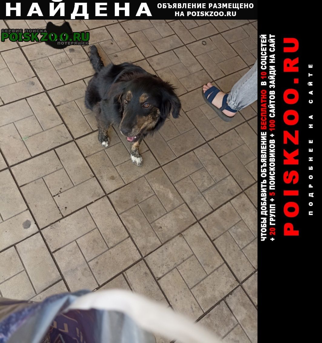 Найдена собака Макеевка