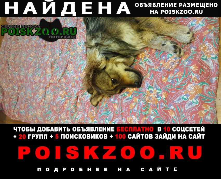 Найдена собака девочка, в районе верхнего темерника Ростов-на-Дону