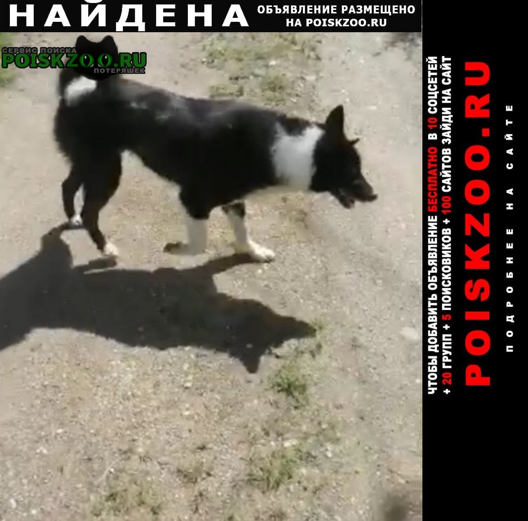 Найдена собака русско европейская лайка Клин
