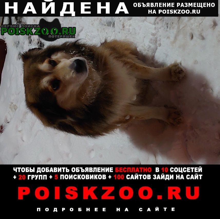 Найдена собака. Москва