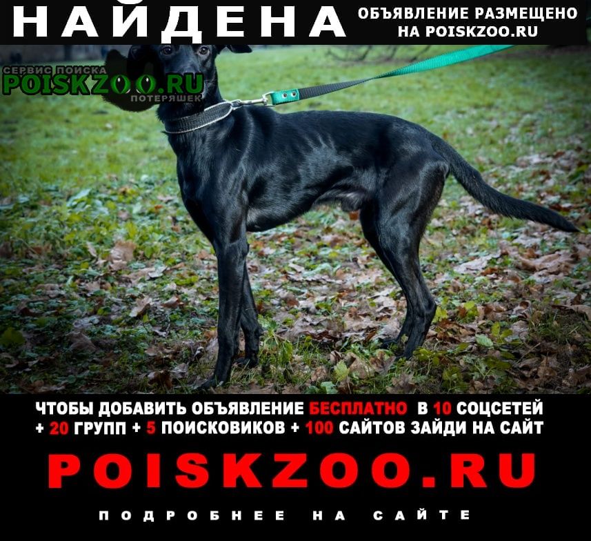 Найдена собака кобель. ищем новых хозяев Москва