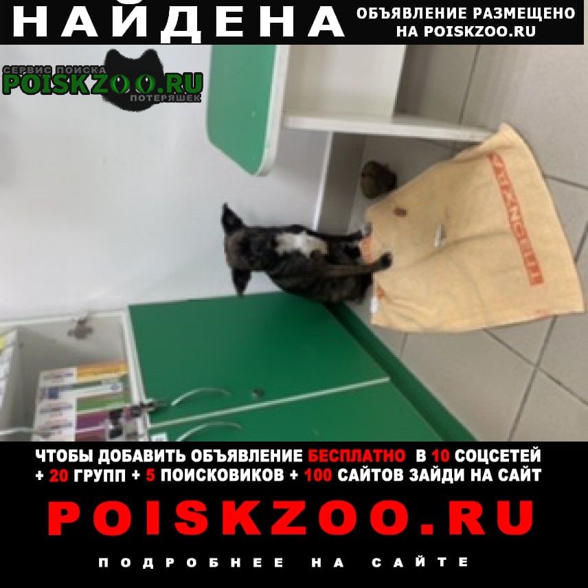Найдена собака чихуахуа Волоколамск