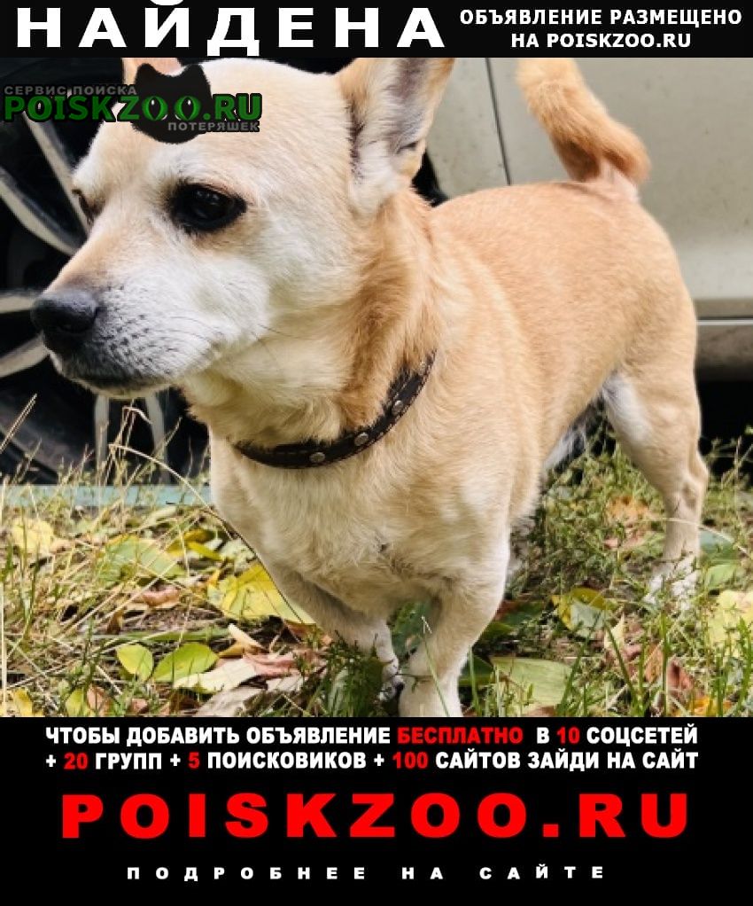 Найдена собака кобель метиса чихуахуа Москва