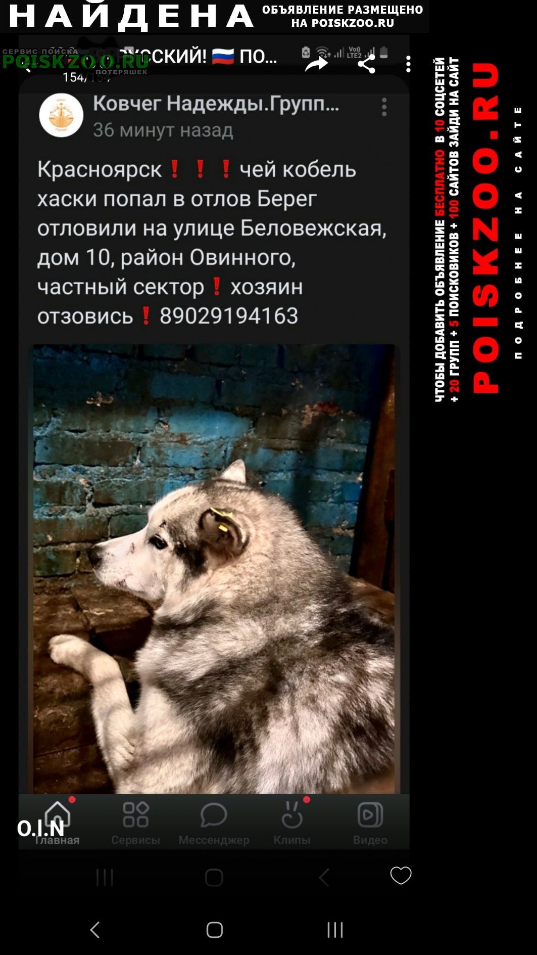 Найдена собака кобель, порода хаски Красноярск