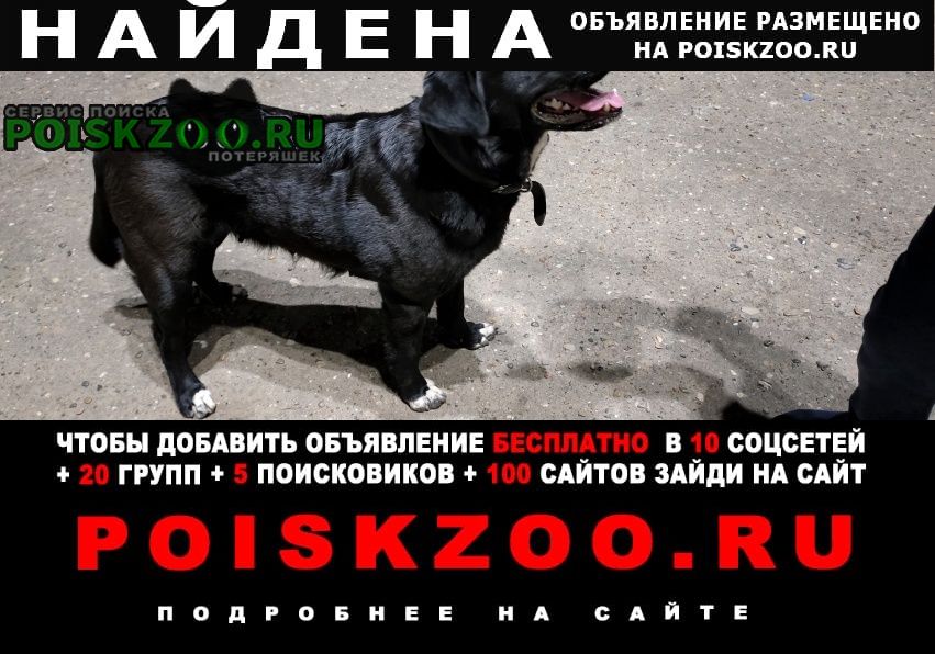 Найдена собака черный лабрадор (предположительно Казань