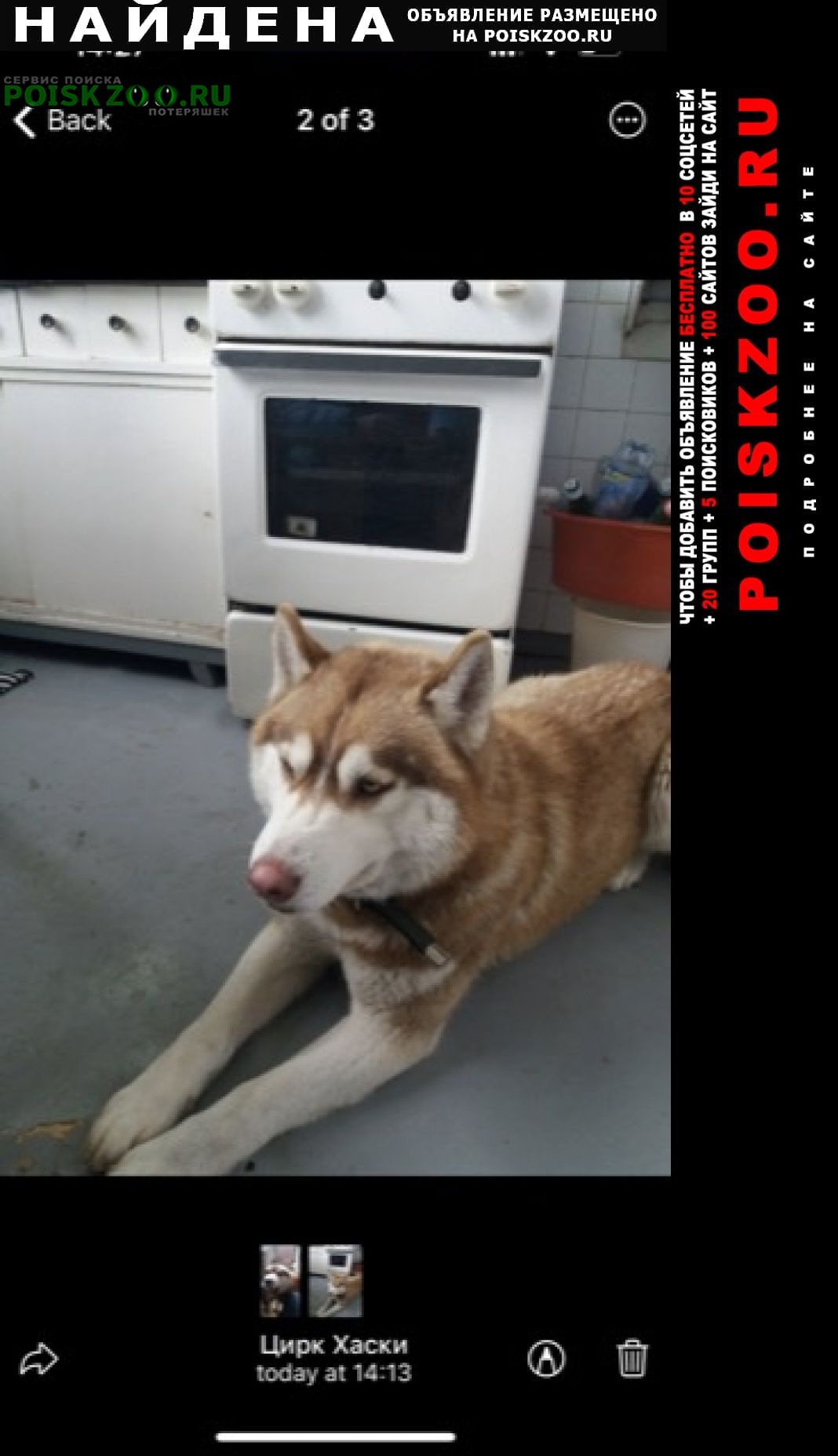 Найдена собака Пенза