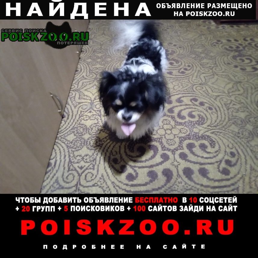 Найдена собака в районе автовокзала Луганск