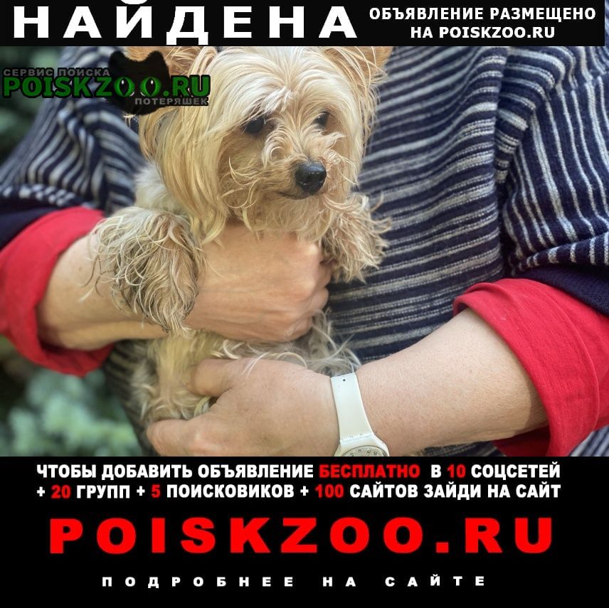 Найдена собака йоркширский терьер в д. захарково (сука) Красногорск