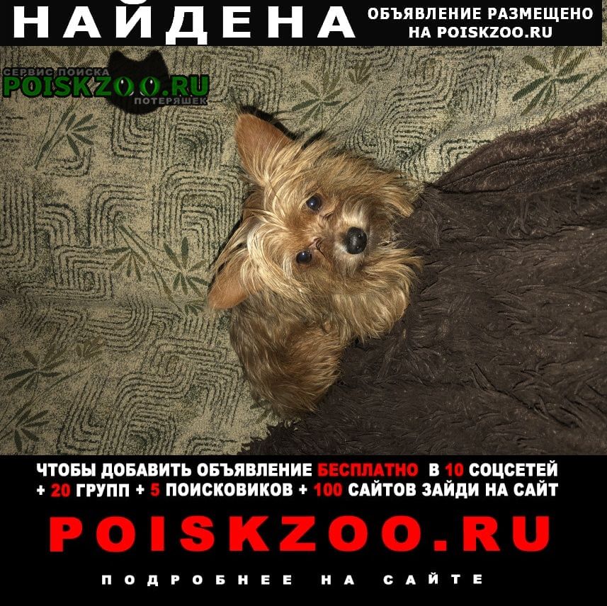 Найдена собака кобель центральный район Волгоград