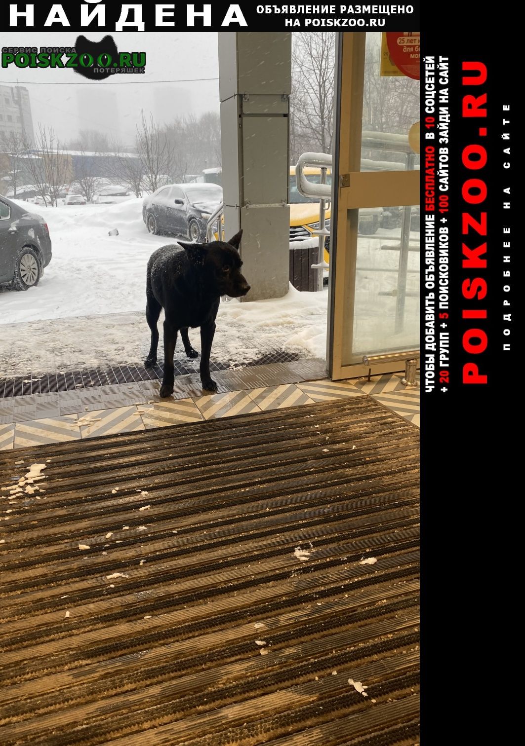 Найдена собака марьино Москва