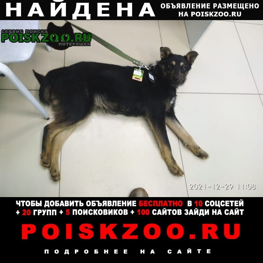 Найдена собака кобель, около 1, 5 - 2 х лет Иркутск