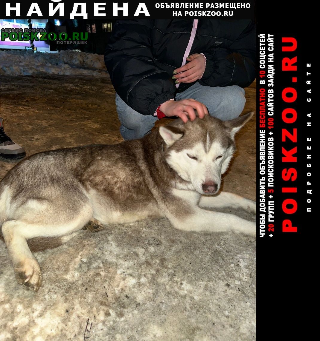 Найдена собака молодая рыжая девочка хаски Томск