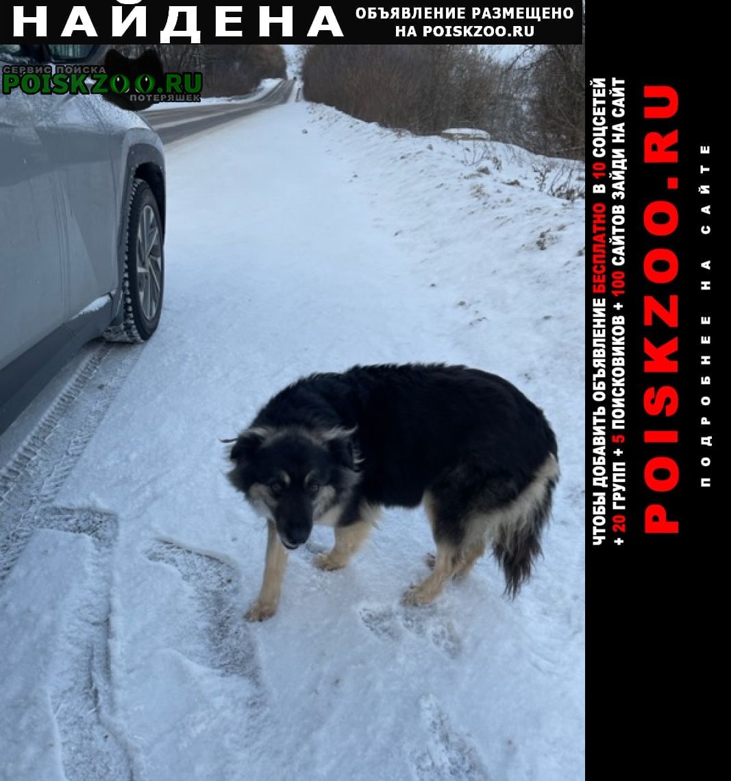 Найдена собака девочка одна на дороге Заокский