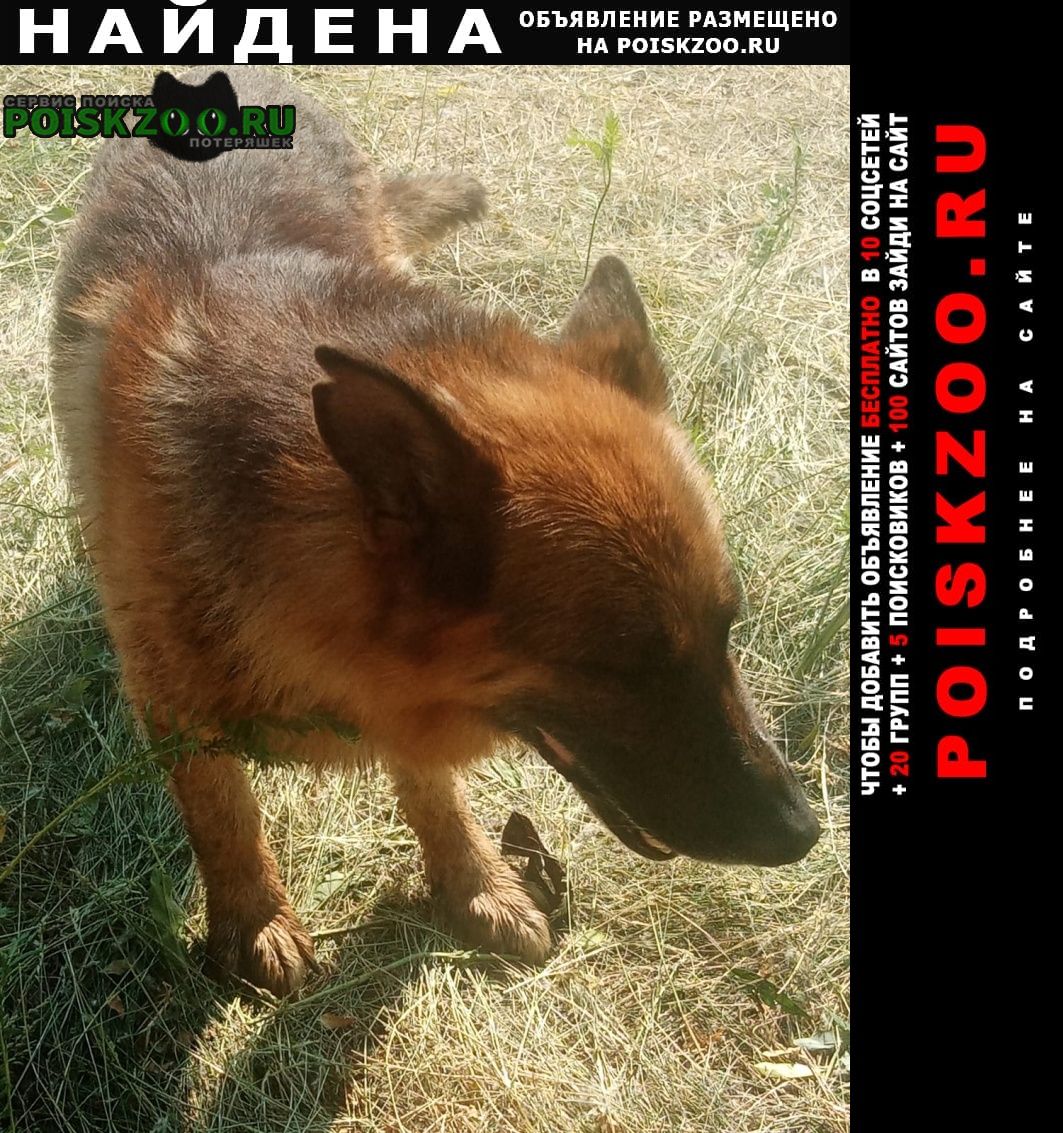 Найдена собака кобель пёс, самец немецкой овчарки Красногорск
