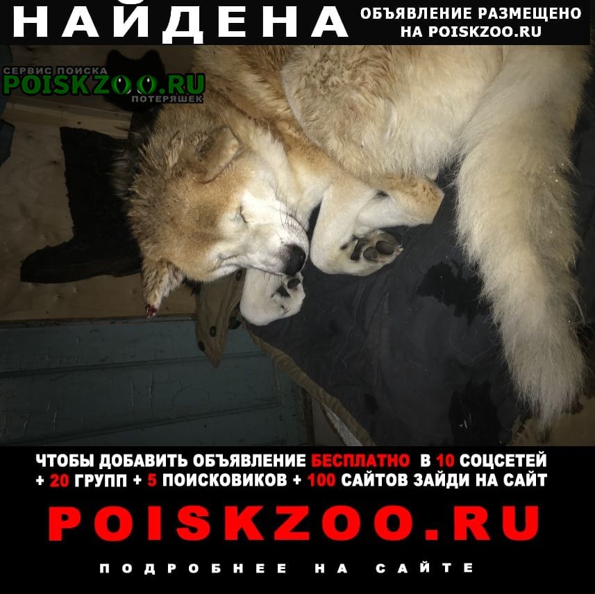 Иваново Найдена собака кобель породы хатико