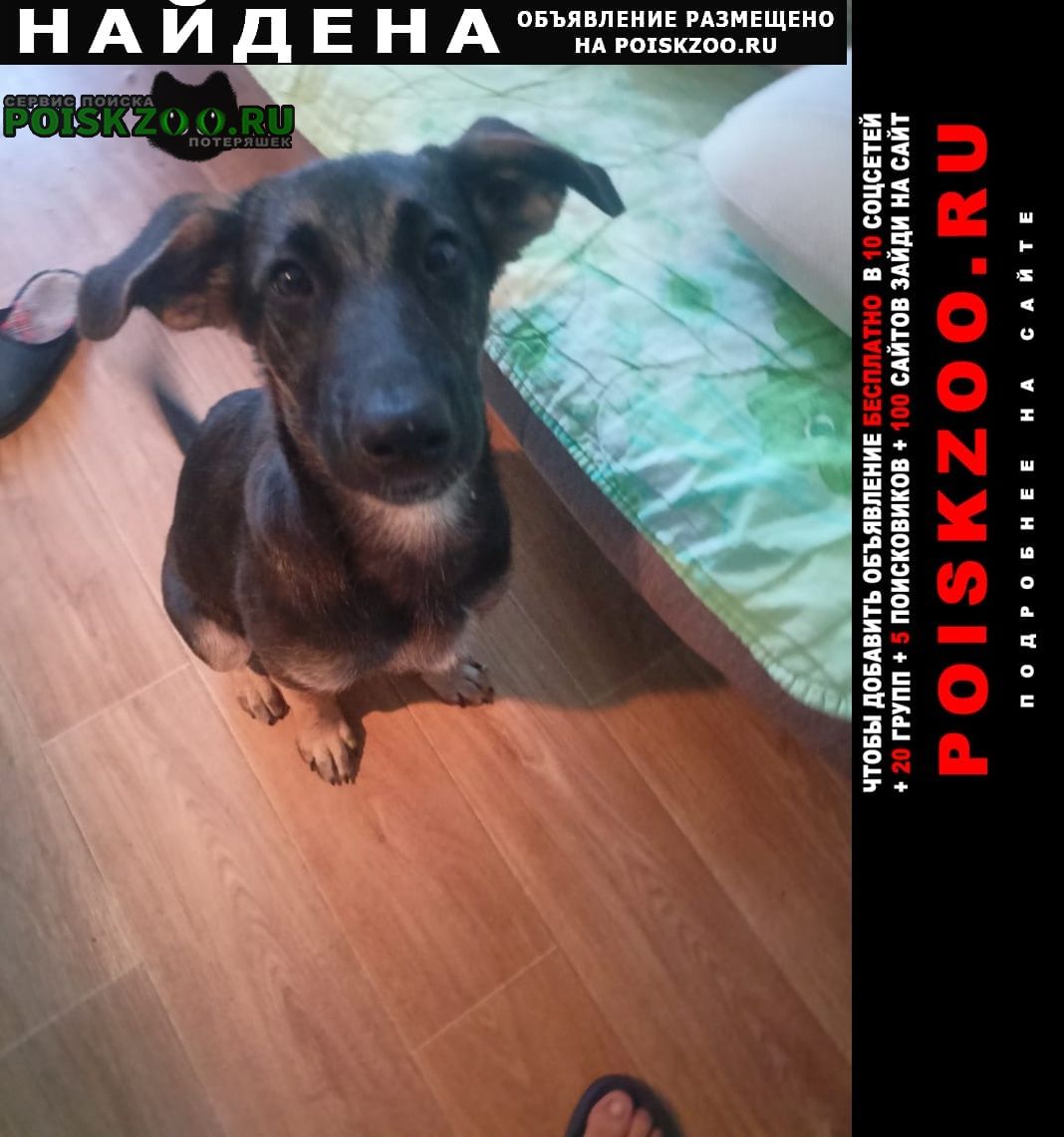 Найдена собака девочка 3-4 месяца Нижний Новгород