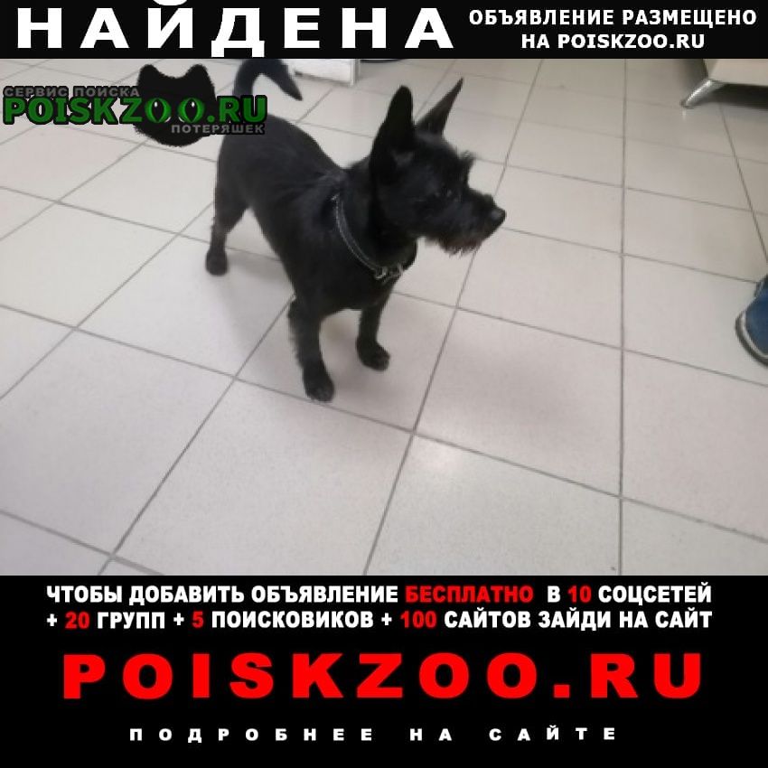 Найдена собака кобель вошейнике кастрирован Пермь