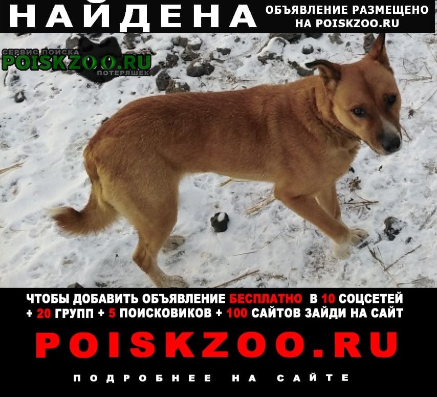 Найдена собака обсалютно ручная Челябинск