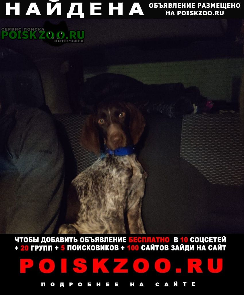 Найдена собака Пятигорск