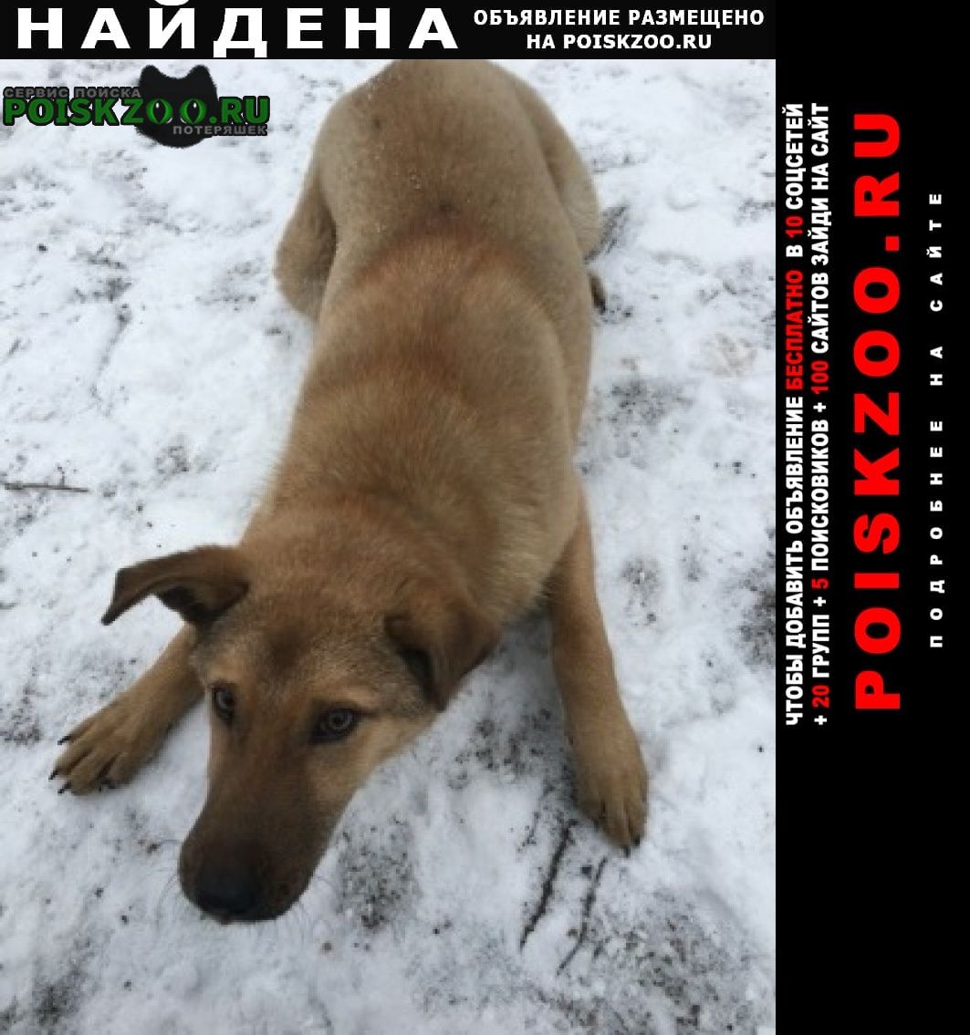 Найдена собака кобель щенок 8-9 месяце Омск