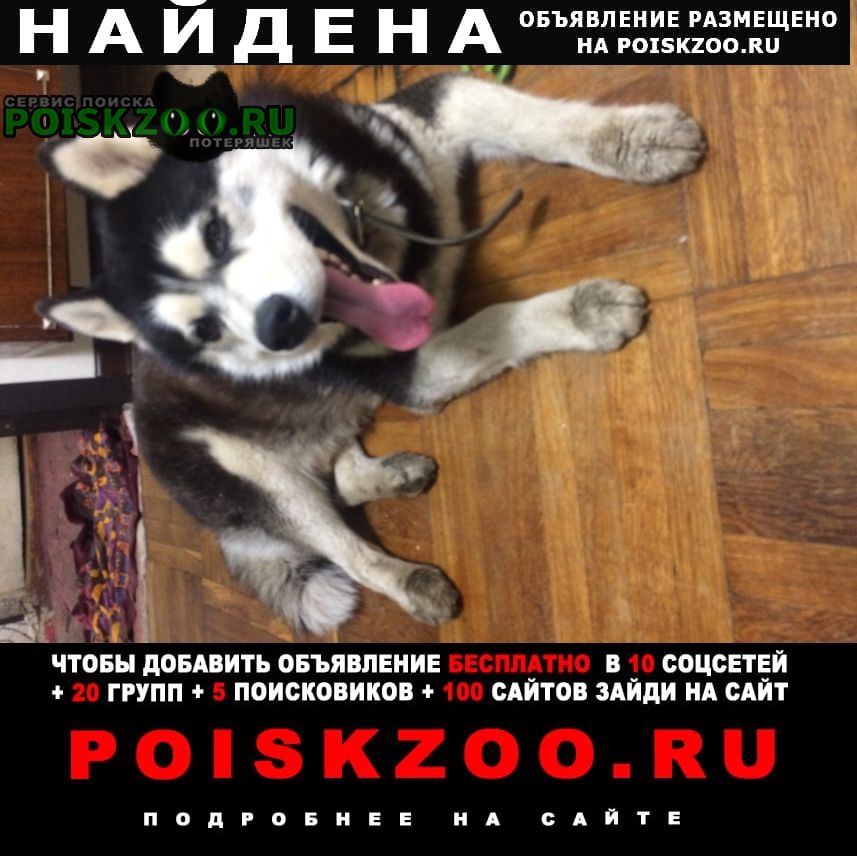 Найдена собака кобель хаски район политеха Воронеж