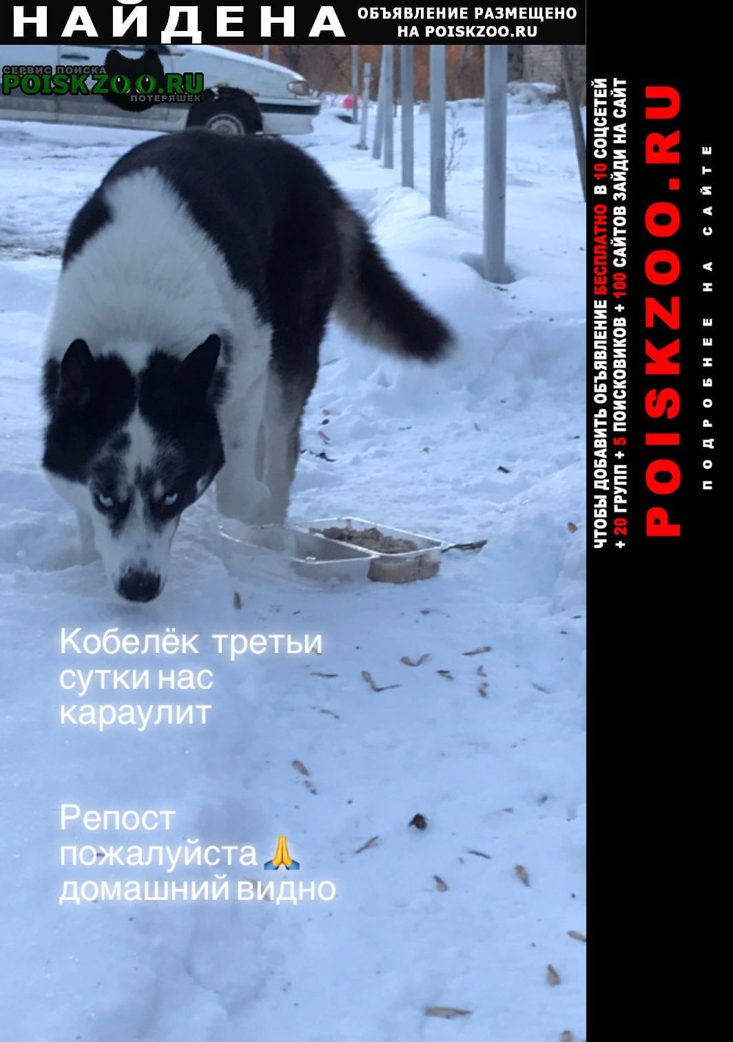 Найдена собака кобель Челябинск