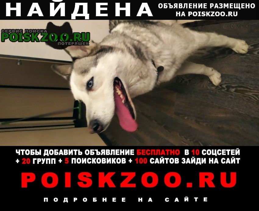 Найдена собака кобель, с голубыми глазами, ошейник кори Красноярск
