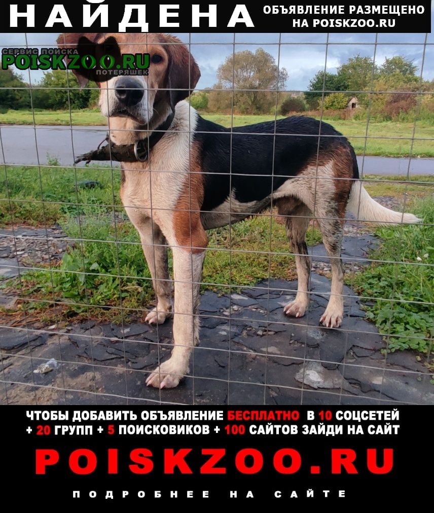 Найдена собака кобель русская гончая Михайлов