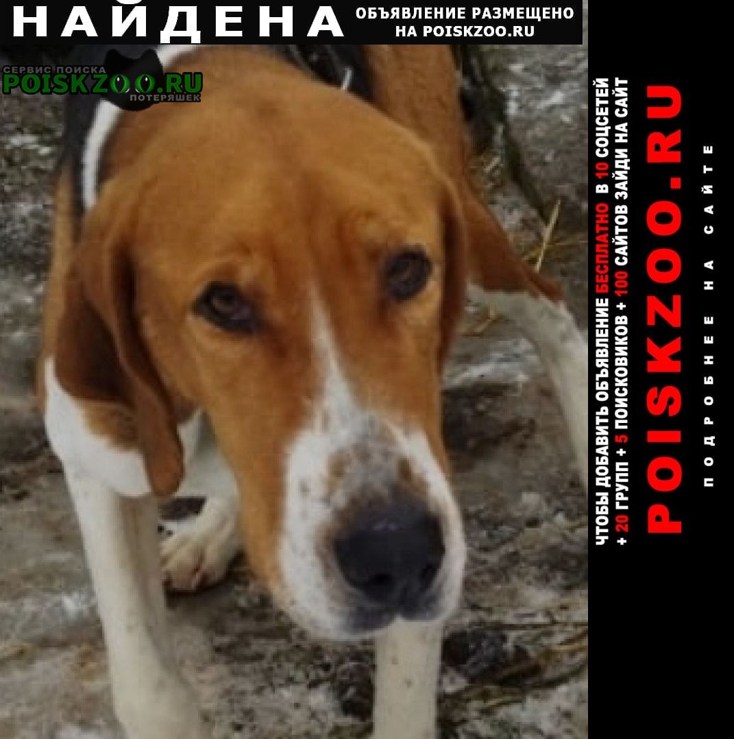 Найдена собака одинцово, спицино Ясногорск