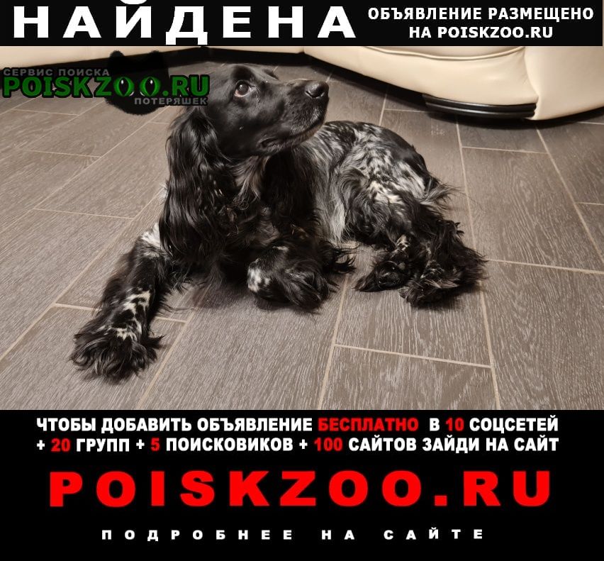 Найдена собака кобель спаниель Кострома