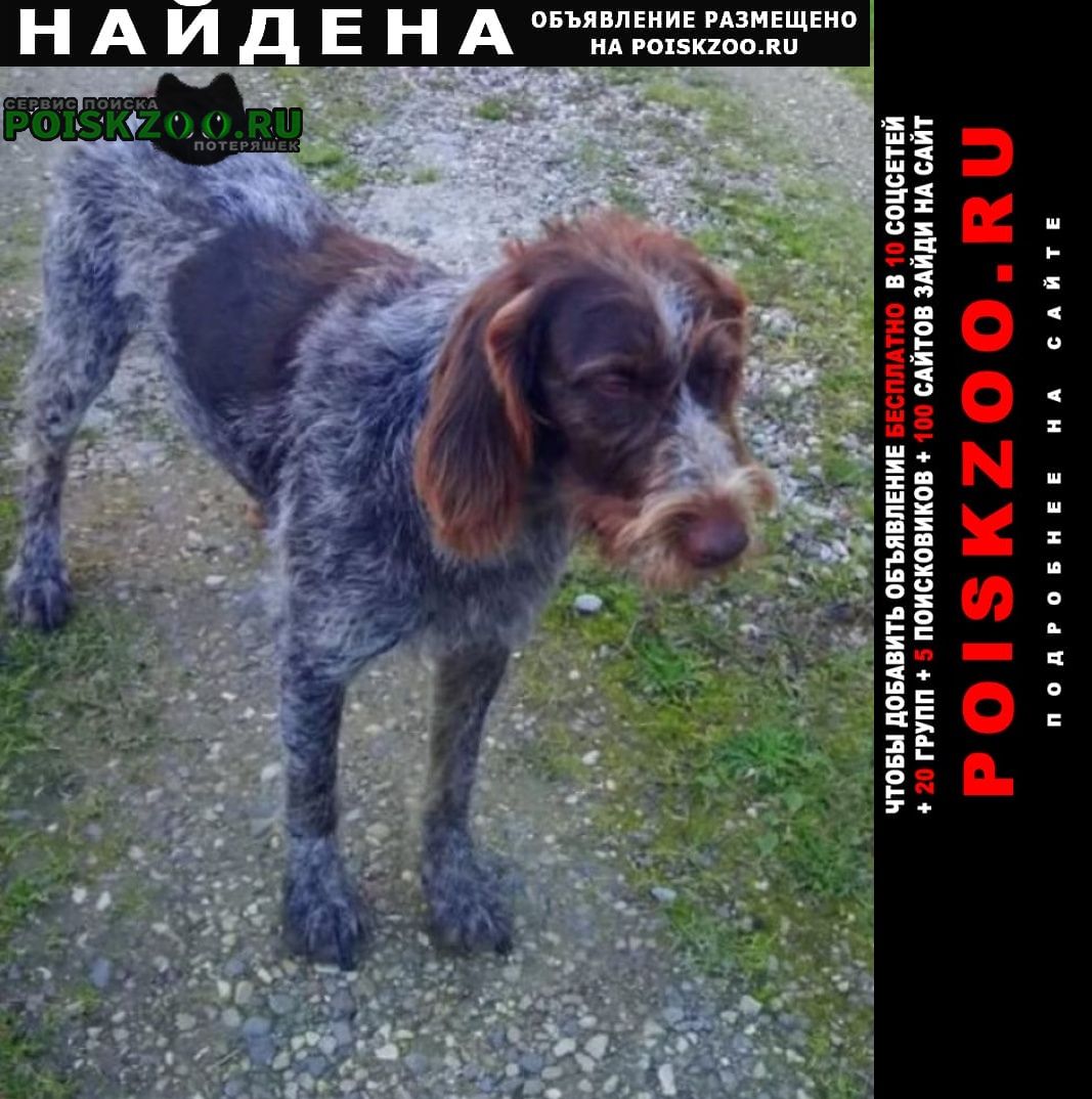 Найдена собака сука дратхаара Москва