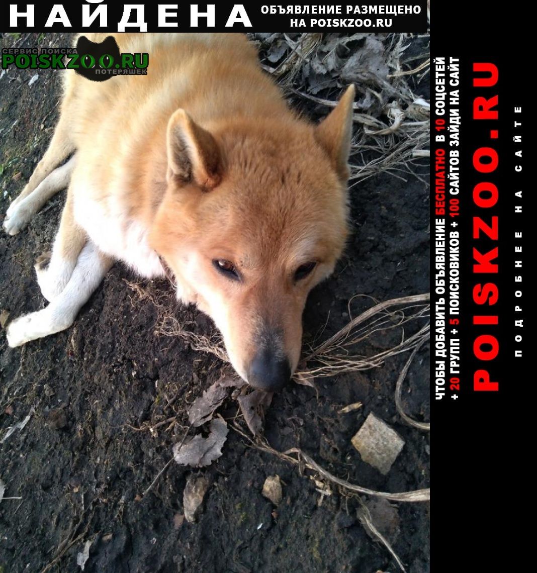 Найдена собака кобель восточно-сибирская лайка, . Плавск