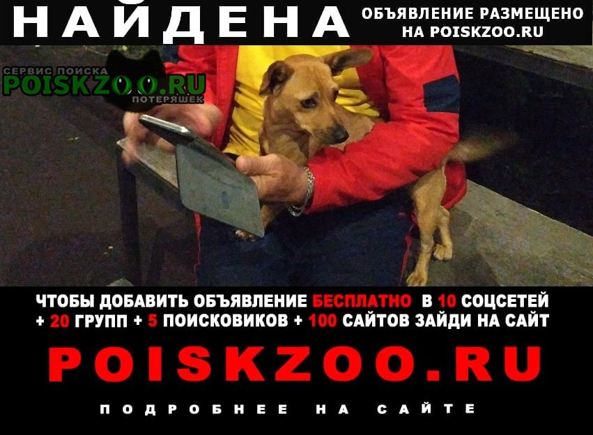 Найдена собака маленькая рыжая собачка Анапа