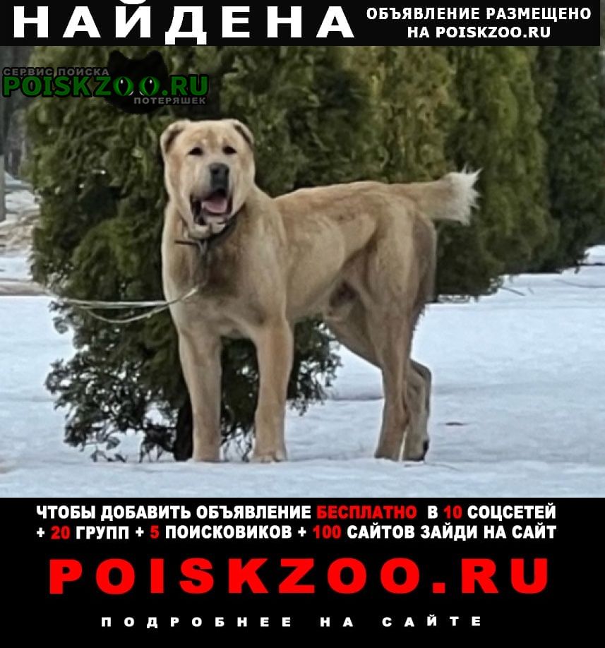 Найдена собака кобель алабай белый бежевый палевый Белгород