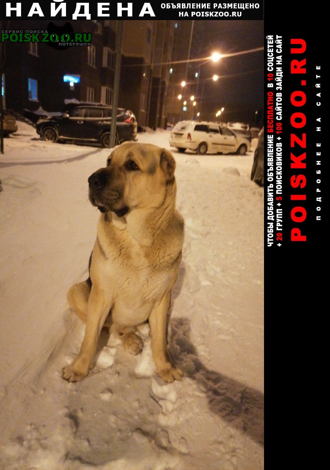 Найдена собака кобель алабай Ногинск