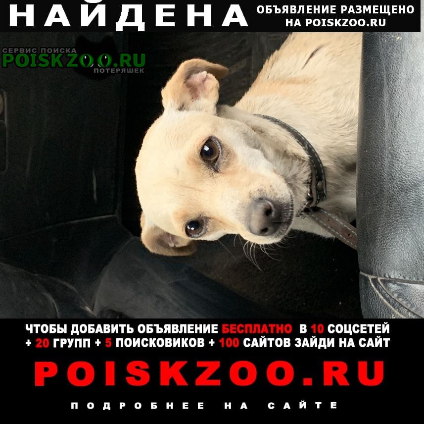Найдена собака Волгоград
