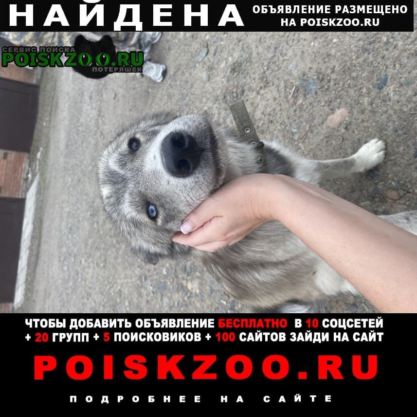 Найдена собака кобель щенок-подросток Красноярск