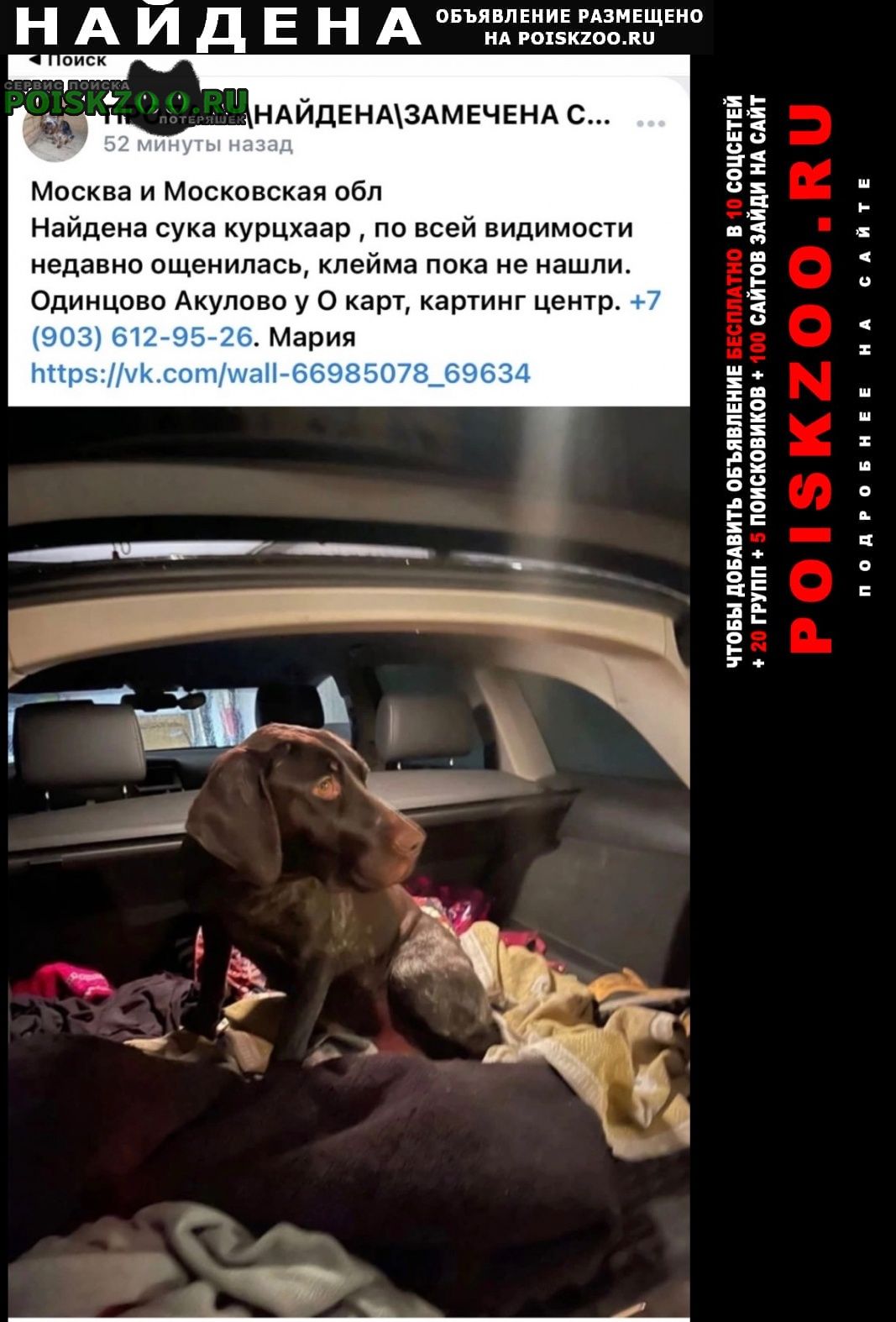 Москва Найдена собака сука дратхаара (курцхаара?)