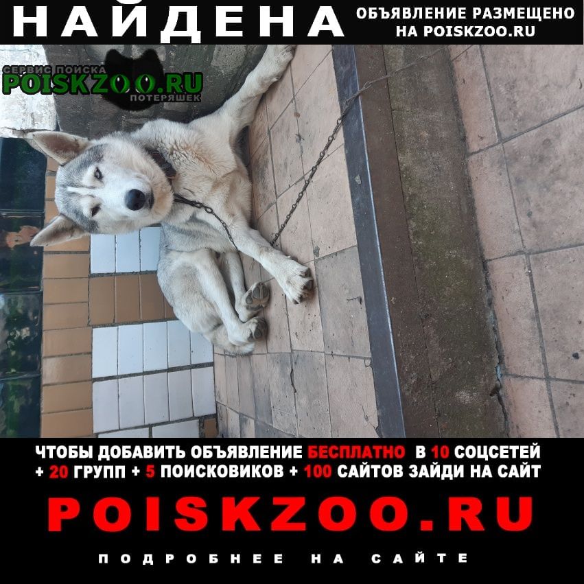 Найдена собака кобель Белая Калитва