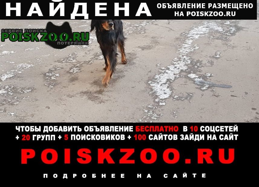 Найдена собака Санкт-Петербург