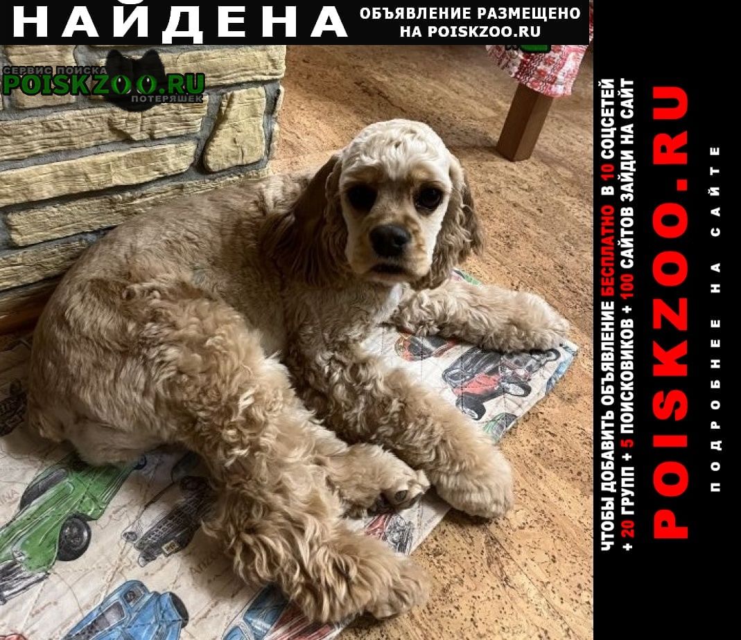Воткинск Найдена собака